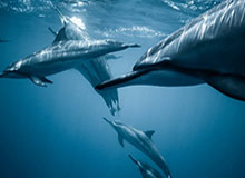 乐鱼体育：用热爱铸就专业，用数据点亮观赛之路